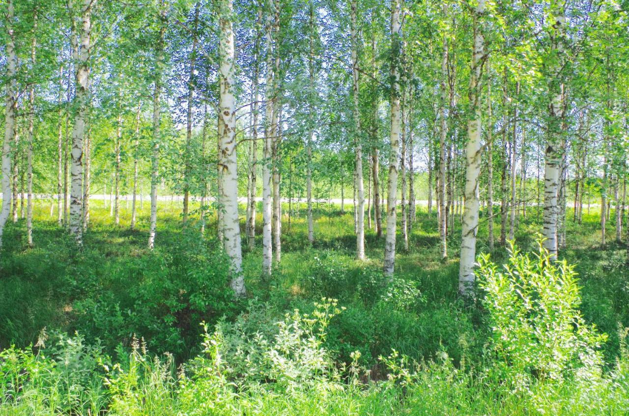Guesthouse Arctic Heart Rovaniemi Ngoại thất bức ảnh